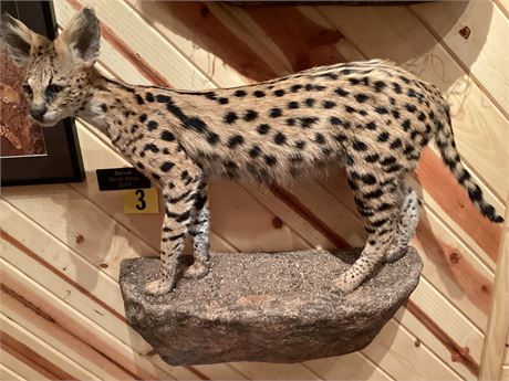 Serval; South Africa, Full Body Pedestal Wall Mount