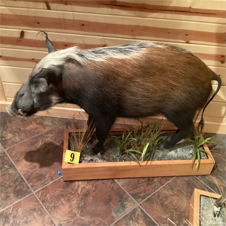 Bush Pig, South Africa, Full Body Pedestal Floor Mount